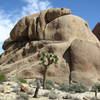 Joshua Tree National Park's two stars - A Joshua Tree and a Boulder