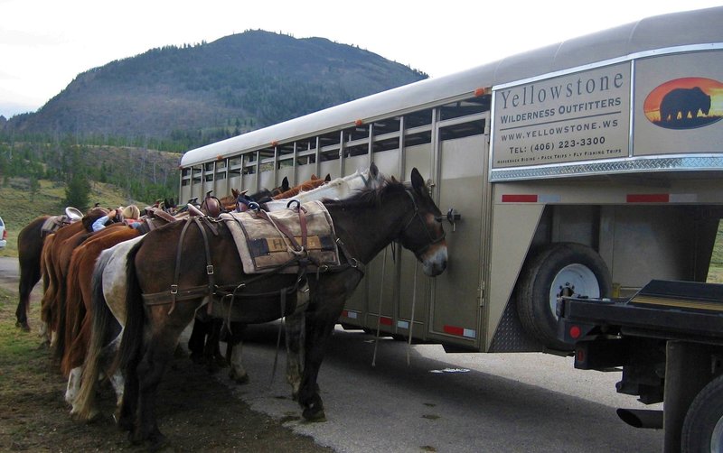 Yellowstone Wilderness Outfitters ready the horses for a pack-trip starting from the Glen Creek Trailhead.