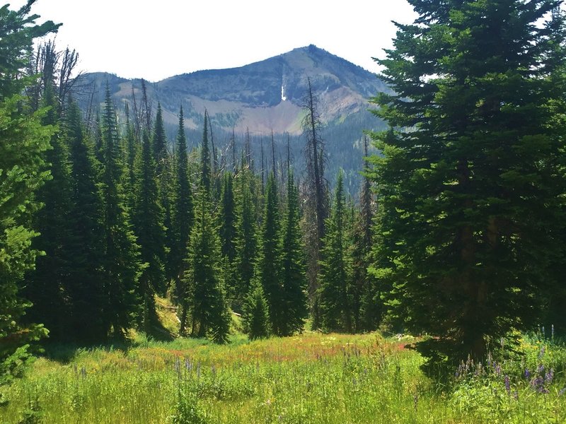 Flower-filled meadow with views of Top Notch Peak.