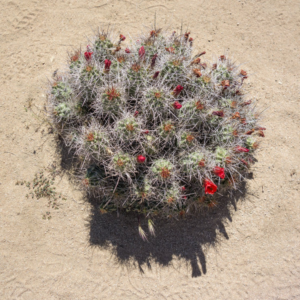 Hedgehog cactus