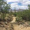 Great day for a hike. Taking a look back North towards Aqua Caliente Peak in the foreground and the Catalina Mountains just before the climb up to Three Tank Trails junction.