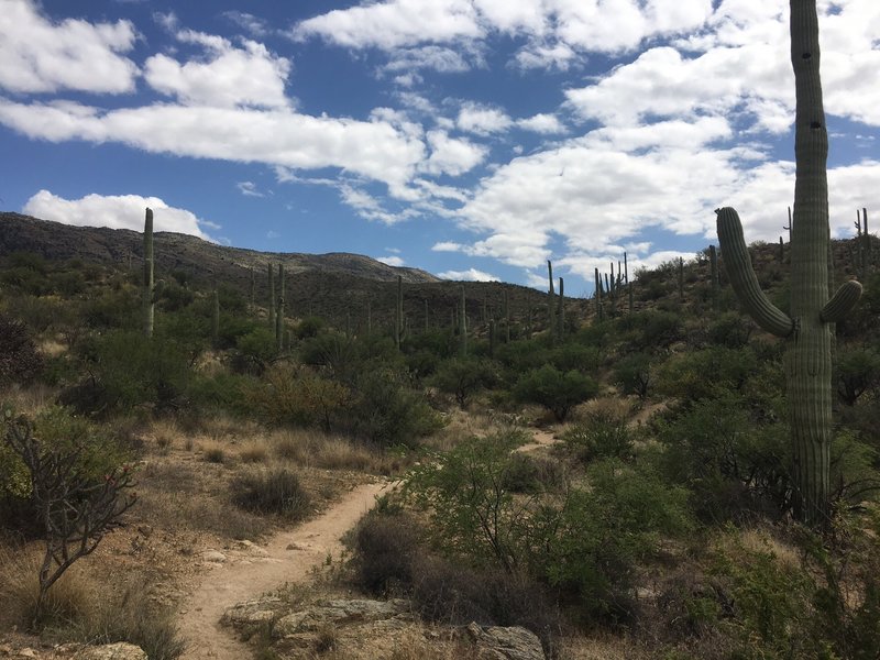 Seems like a lot of Saguaros... guess that's why it's called Saguaro National Park. Can never great enough of these majestic giants. All unique in their own way. You can see they are just starting to get their flower buds. Soon their white blossoms will be everywhere.