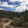 Seems like a lot of Saguaros... guess that's why it's called Saguaro National Park. Can never great enough of these majestic giants. All unique in their own way. You can see they are just starting to get their flower buds. Soon their white blossoms will be everywhere.