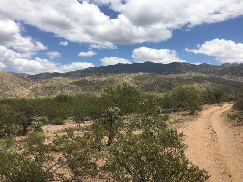 Start of the Wildhorse Trail just past the stock-by-pass. Creosotes and Saguaro are in bloom as well as the Cholla and Prickly Pear. At this point you can see the trail is definitely shared with horses. Tanque Verde Ridge and Tanque Verde Peak are in the distance.