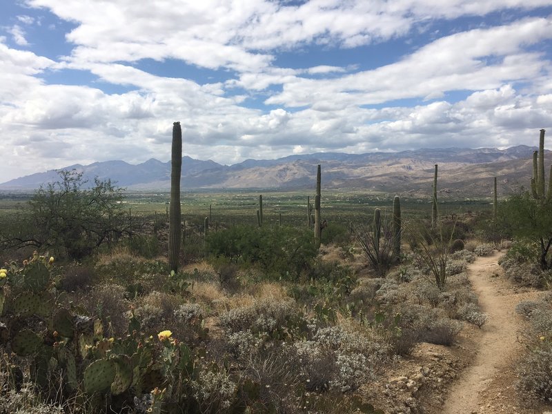 Looking out over the Tanque Verde Valley. The Catalina Mountains and Mt Lemmon in the distance. Brittle Brush, The Yellow flowers of the Prickly Pear, Ocotillo, Saguaros and Mesquite tress are definitely plentiful in the Sonoran Desert.