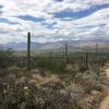 Looking out over the Tanque Verde Valley. The Catalina Mountains and Mt Lemmon in the distance. Brittle Brush, The Yellow flowers of the Prickly Pear, Ocotillo, Saguaros and Mesquite tress are definitely plentiful in the Sonoran Desert.