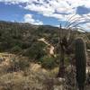 The trail after the 5 trail junction, starting a slow ascent up towards the Three Tank Trail Junction. Saguaros, as majestic as they are, also have an intriguing beauty to them in at the end of their lifespan.