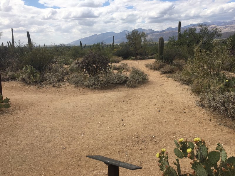 Intersection of Wildhorse, Garwood, Bajada Vista Trails. Trails are really well signed, just follow the arrows. A lot of life in the desert with the Prickly Pear, Cholla, Brittle Brush, Creosote, Palo Verde and Mesquite Trees all blossoming. The western end of the Catalina Mountains in the distance.