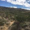 Heading down, even though I'm going up still, to the Carillio junction then about another .3 miles to the Trails end. You can see as you begin climbing the vegetation starts to change a bit. Still Saguaros but starting to thin out. More Brittle Brush, Ocotillo, Teddy Bear Cholla and grasses.