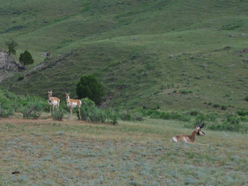 Pronghorn antelope near Rescue Creek Trail.