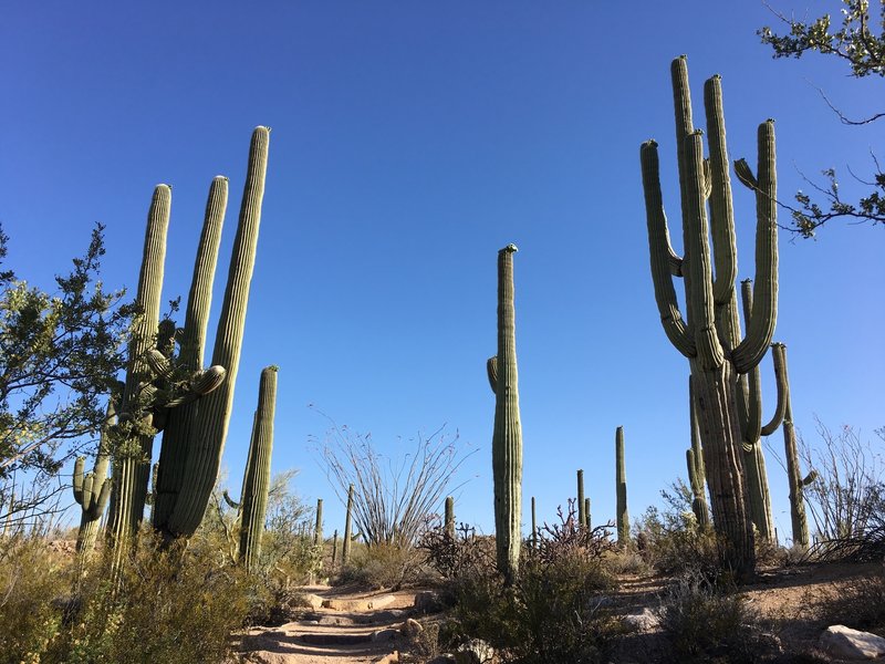 Saguaros along the trail.