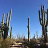 Saguaros along the trail.