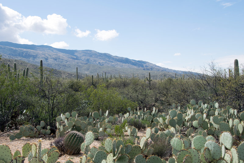 Engelmann prickly pear (Opuntia engelmanni) creates a desert "understory".