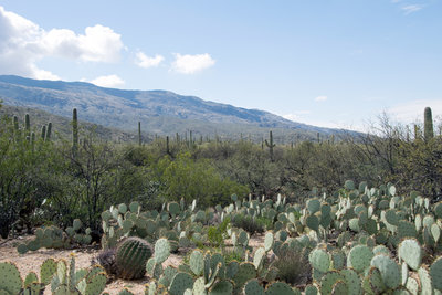 Engelmann prickly pear (Opuntia engelmanni) creates a desert "understory".