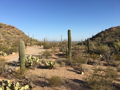 Surrounded by Saguaros, Sus Picnic area is a great place to relax and have lunch in the Sonoran Desert.