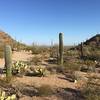 Surrounded by Saguaros, Sus Picnic area is a great place to relax and have lunch in the Sonoran Desert.