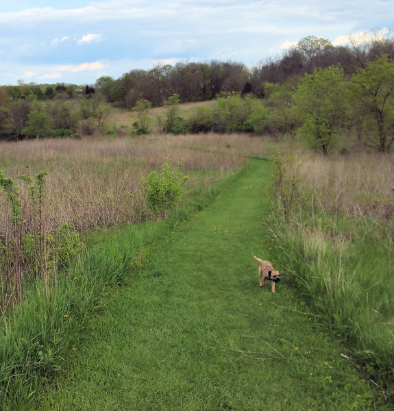 Woods give way to grassland