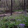 One of several bridges over small creeks along the trail