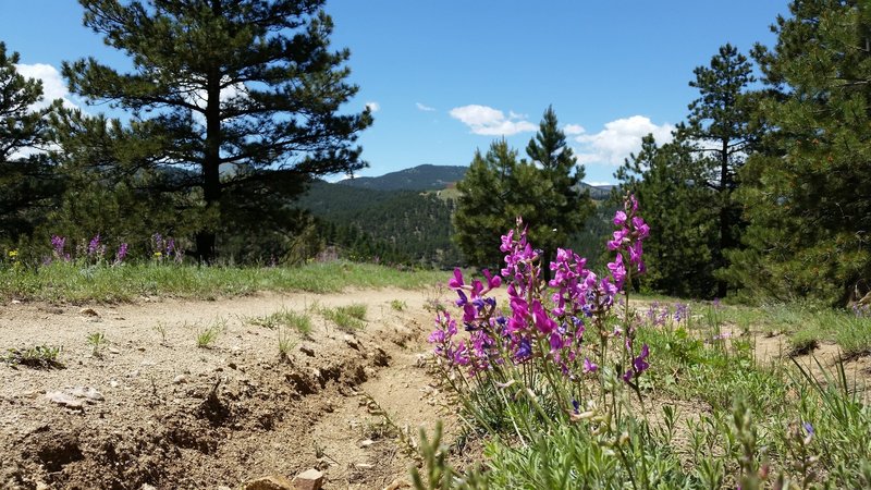 Summer wildflowers bloom on Chapman Drive next to trail damage from the Boulder Floods.