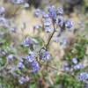 There are a wide variety of flowers along the trail, offering a variety of colors in the desert.