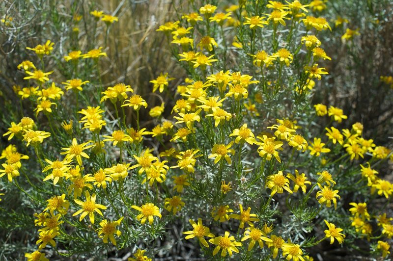 Spring is a great time on this trail with all the flowers that bloom along the trail.