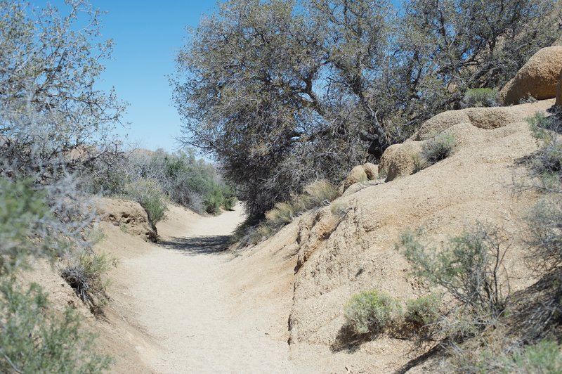 The trail narrows slightly as it approaches Skull Rock.