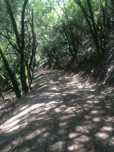 Very beginning of the trail; nice and shaded.