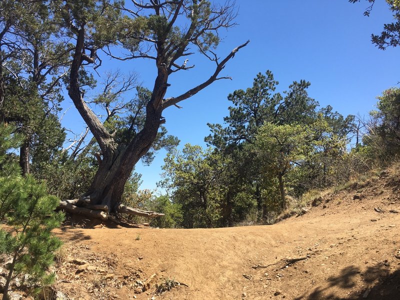 Cow Head Saddle—Douglas Springs Trail Terminus 6800' Elev. Beautiful views with Sycamore, Juniper and Manzanita.