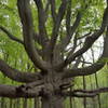 Interesting tree about 1.5 miles from the parking area located on the Green Trail.