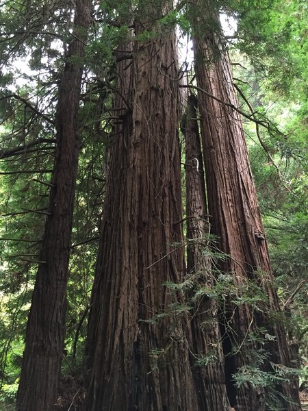 Without a figure for scale, it's difficult to truly appreciate the size of these trees!