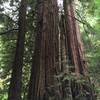 Without a figure for scale, it's difficult to truly appreciate the size of these trees!