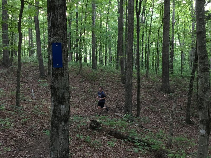 Great section of trail where the forest opens up and the trail is smooth.