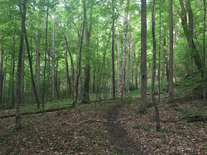 Gradual climb section of trail close to the Sal Hollow Campsite access trail.