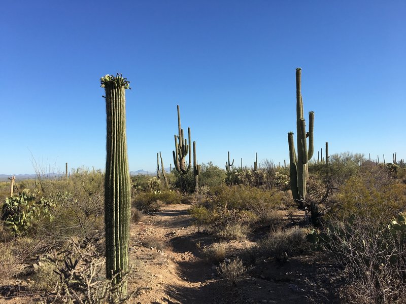 Saguaros starting to bloom in the first week in May along the Cactus Wren Trail.