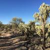 Watch where you step as you pass by chollas along the trail.