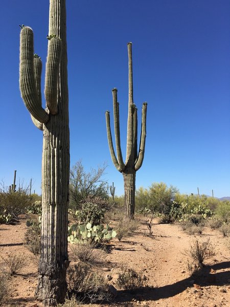 Blue skies and saguaros along the Manville Trail.