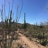 Ocotillos, prickly pear and saguaro cacti along the Manville Trail.