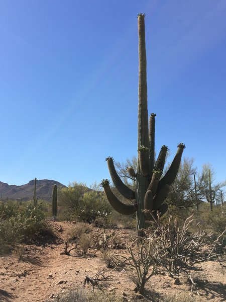Giant saguaro starting to blossom along the Manville Trail.