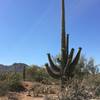 Giant saguaro starting to blossom along the Manville Trail.