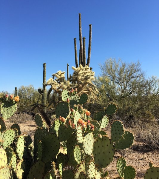 Various cacti starting to bloom along the Encinas trail in May.