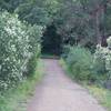 The trail as it levels off and meets up with the Jones Trail.