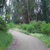 Eucalyptus trees are found surrounding the trail at this point.