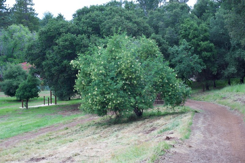 The trail as it makes its way into Novitiate Park.  The Flume Trail can be seen on the left of the tree.