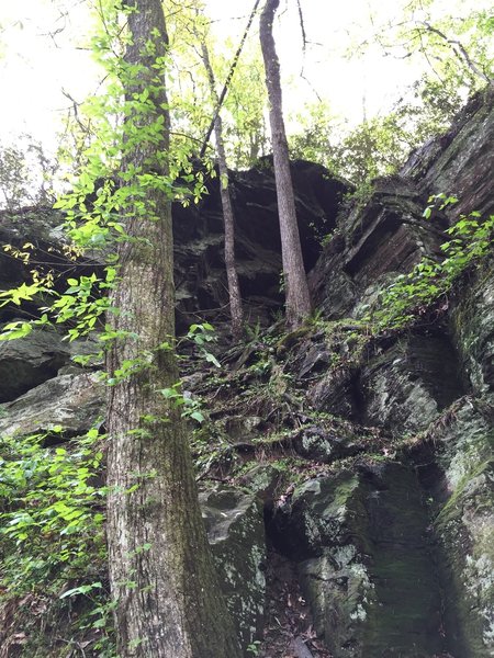 Trees finding homes on the cliffs, looking back up towards AL 4.