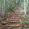 So beautiful! Natural Stairs! :)