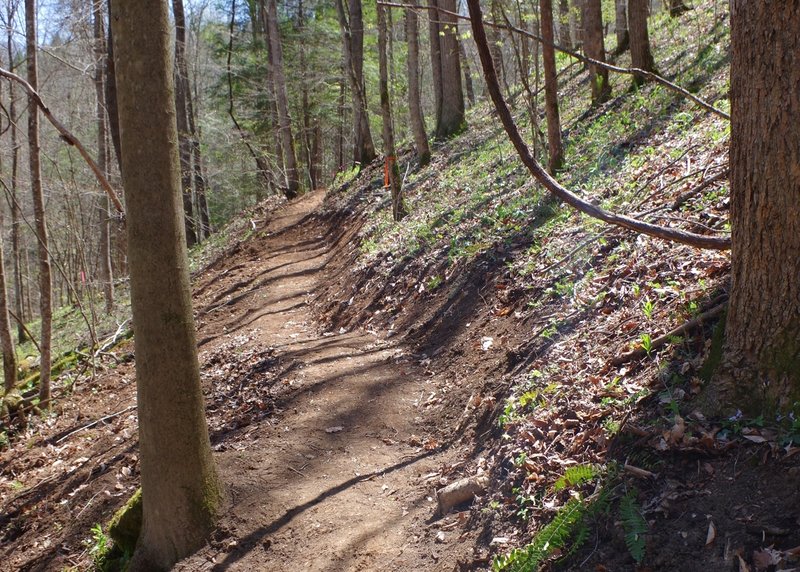 Newly cut Flat Hollow Arch Trail.