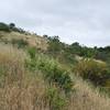 Looking back up the hillside. Flowering plants can be seen in the spring.