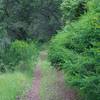 As the trail descends along the backside of the preserve, it becomes less maintained since it dead ends at the edge of the preserve.