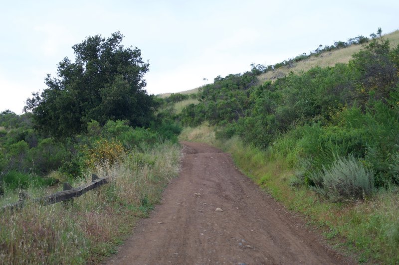 The Manzanita Trail where it meets the Lower Brothers Bypass Trail.