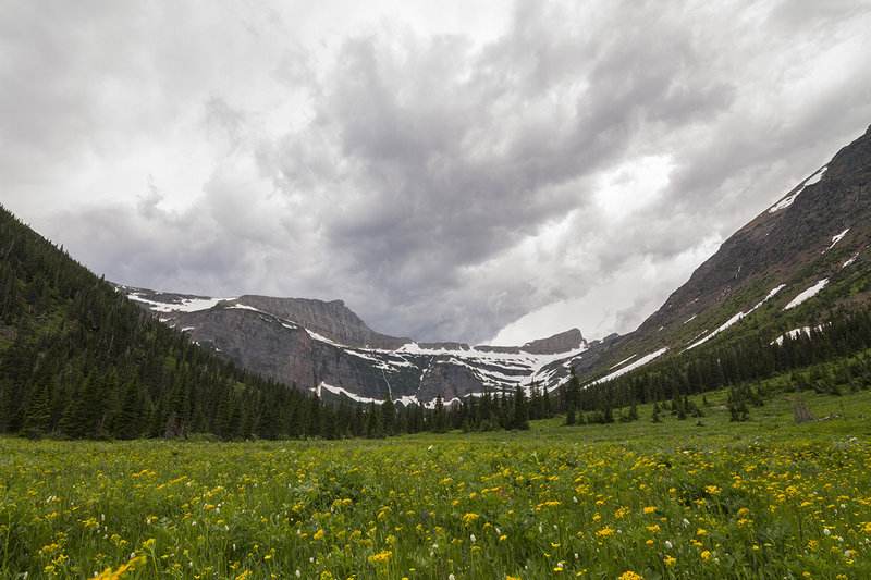 Flower meadow before Medicine Grizzly Lake.